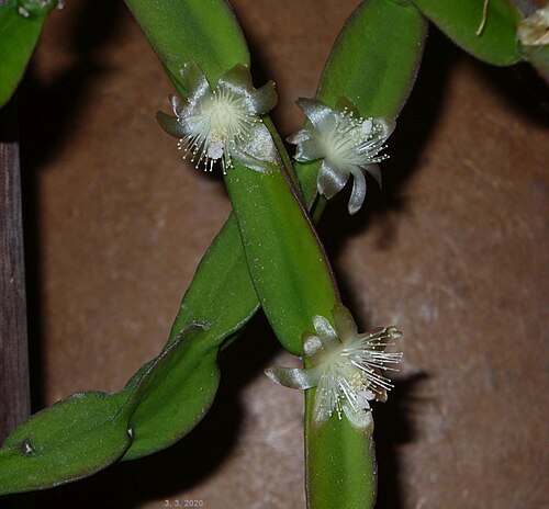 Rhipsalis paradoxa: Kvetoucí Rhipsalis paradoxa