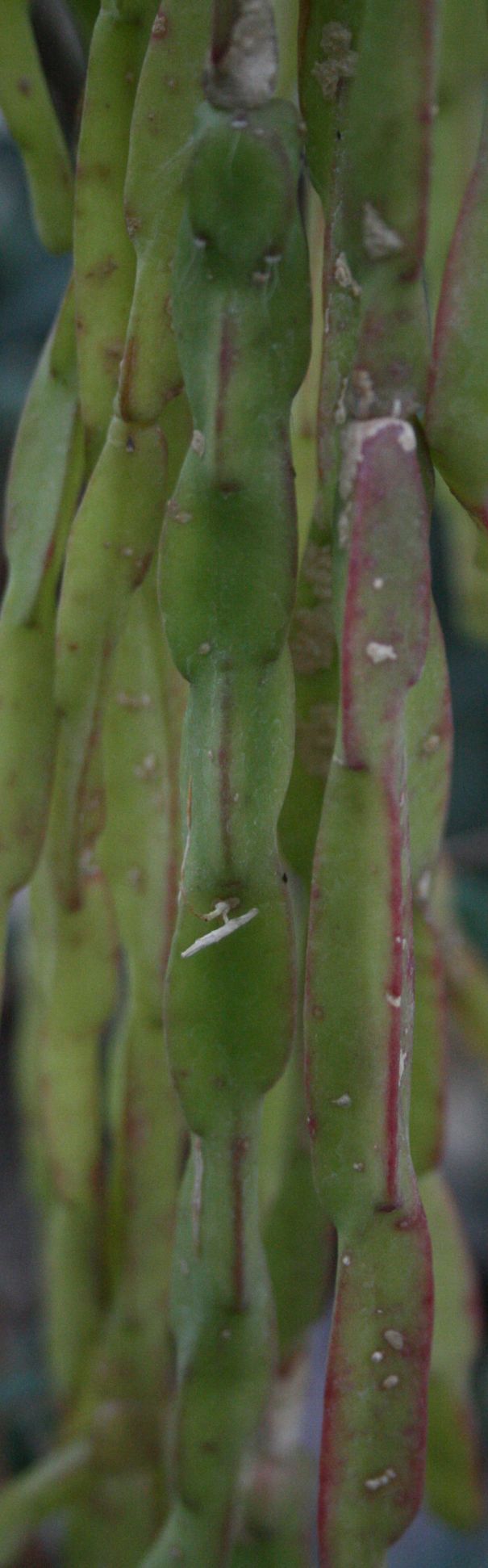 Rhipsalis paradoxa: Rhipsalis paradoxa ssp. paradoxa hajtása