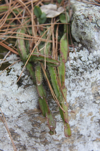 Rhipsalis paradoxa (Rhipsalis paradoxa)
