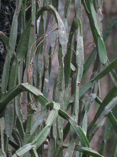 Rhipsalis paradoxa (Rhipsalis paradoxa)