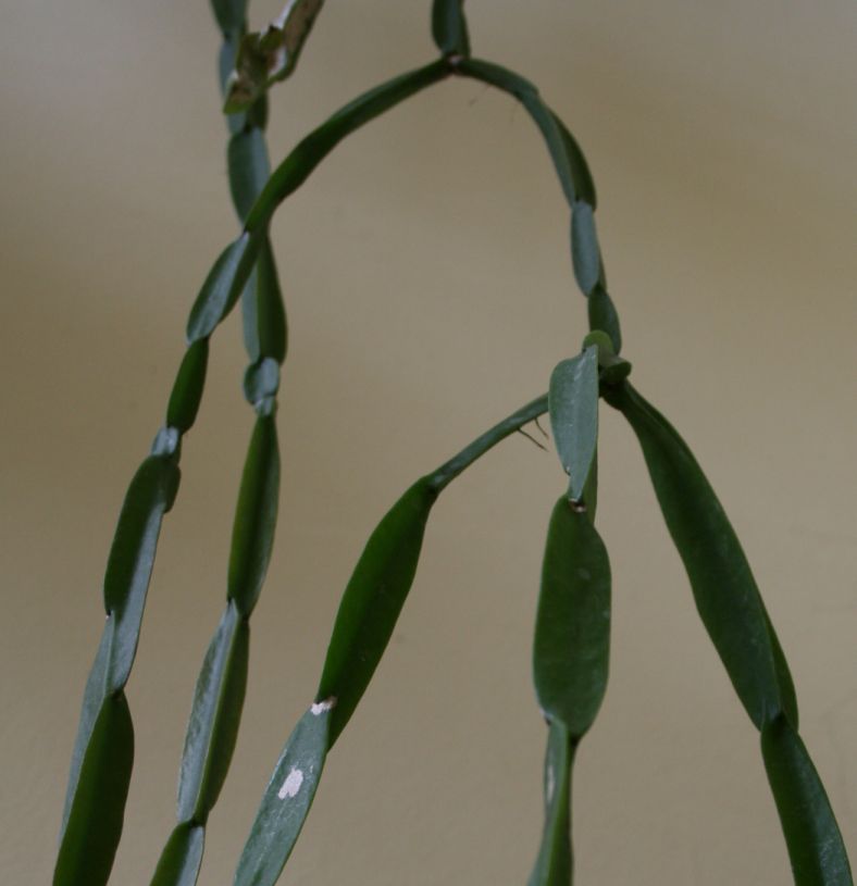 Rhipsalis paradoxa: Rhipsalis paradoxa kaktusz hajtása