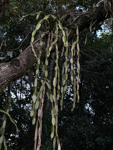 Rhipsalis paradoxa (Rhipsalis paradoxa)