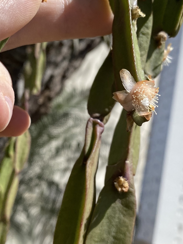 Rhipsalis paradoxa (Rhipsalis paradoxa)