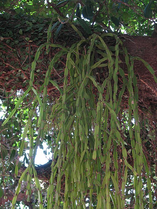 Rhipsalis paradoxa: Foto de Rhipsalis paradoxa, vegetando sobre uma árvore.