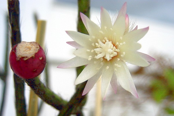Rhipsalis pilocarpa: Rhipsalis pilocarpa , freshly potted cutting of a cactus with flowers and a fruit. Photo: Andreas Neudecker
