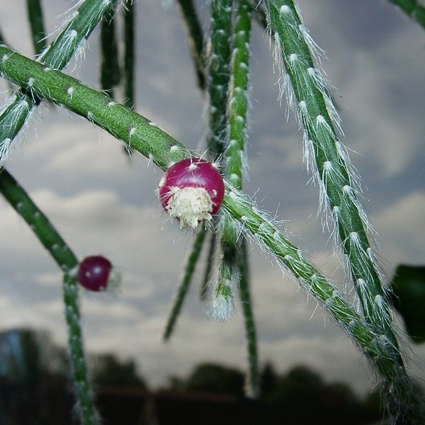 Rhipsalis pilocarpa: Rhipsalis pilocarpa