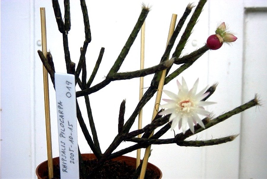 Rhipsalis pilocarpa: Rhipsalis pilocarpa , freshly potted cutting of a cactus with flowers and a fruit.
