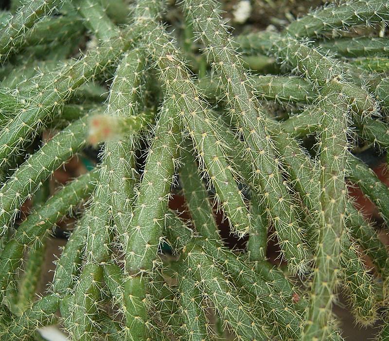 Rhipsalis pilocarpa: Rhipsalis pilocarpa
