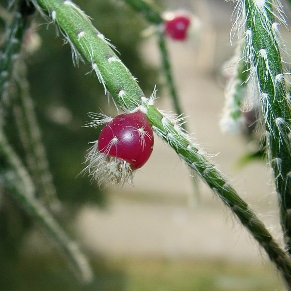 Rhipsalis pilocarpa: Rhipsalis pilocarpa