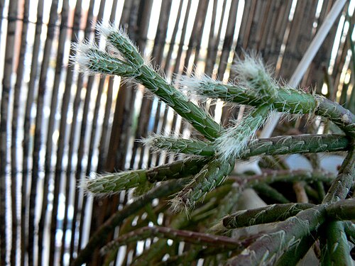 Rhipsalis pilocarpa: Rhipsalis pilocarpa