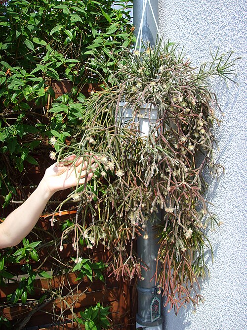 Rhipsalis pilocarpa: Rhipsalis pilocarpa (Cactaceae), flowering adult plant