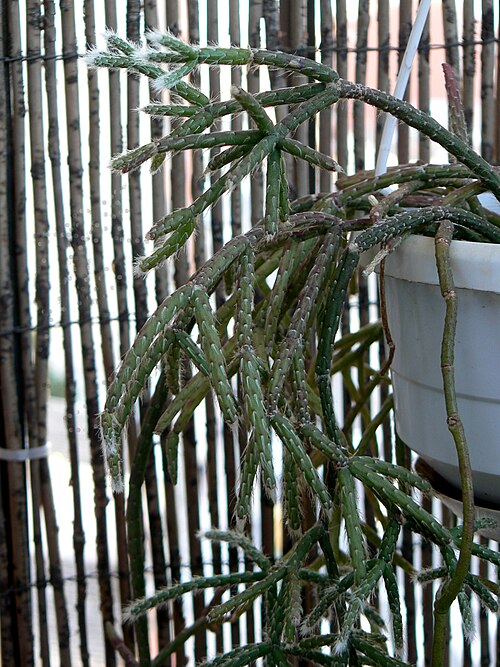 Rhipsalis pilocarpa: Rhipsalis pilocarpa