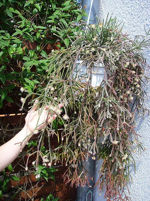 Rhipsalis pilocarpa: Rhipsalis pilocarpa (Cactaceae), flowering adult plant