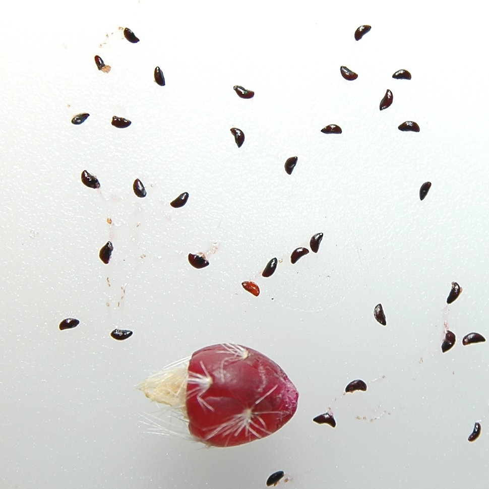 Rhipsalis pilocarpa: Rhipsalis pilocarpa