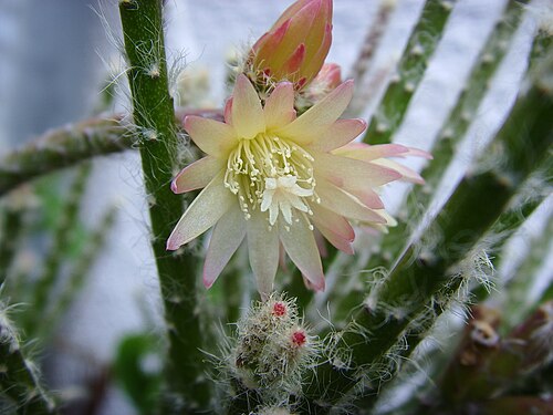 Rhipsalis pilocarpa: Flowers of Rhipsalis pilocarpa