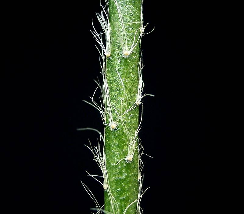 Rhipsalis pilocarpa: Rhipsalis pilocarpa