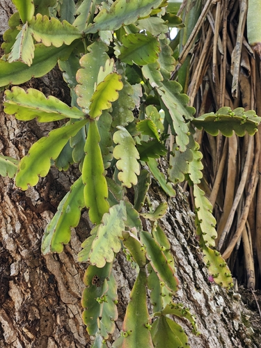 Rhipsalis russellii (Rhipsalis russellii)