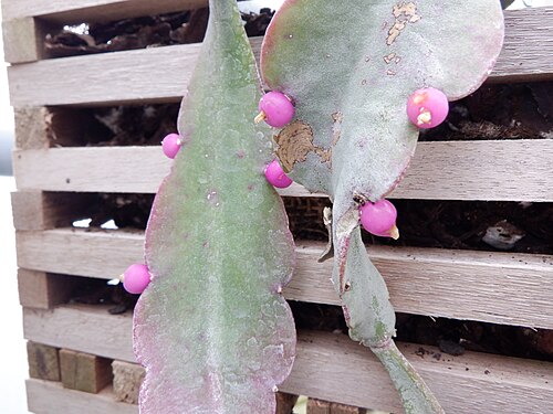 Rhipsalis russellii: fruit of Rhipsalis russellii in botanical garden of Leuven