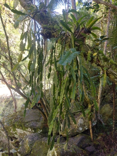 Rhipsalis russellii (Rhipsalis russellii)