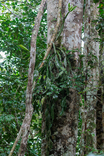 Rhipsalis russellii (Rhipsalis russellii)