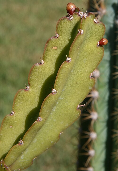 Rhipsalis russellii: plant from Chapada Diamantina, Bahia, Brasil