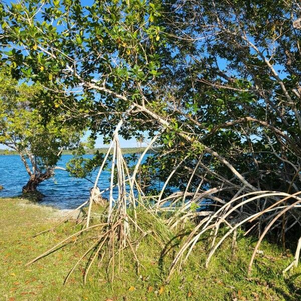 Red mangrove (Rhizophora mangle)