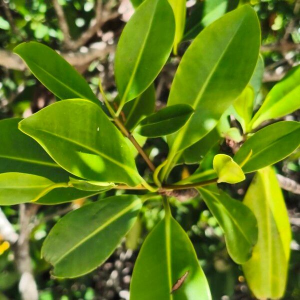 Red mangrove (Rhizophora mangle)