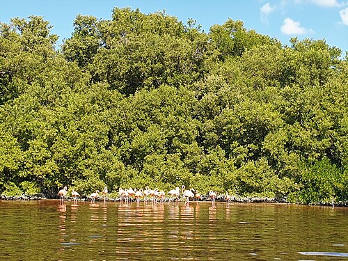 Red mangrove: Red mangroves (Rhizophora mangle) in the Celestun Biosphere Reserve, in Yucatán, Mexico. Before the trees are some American flamingos or Caribbean flamingo (Pho