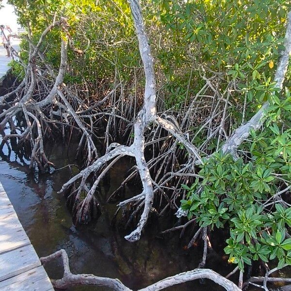 Red mangrove (Rhizophora mangle)
