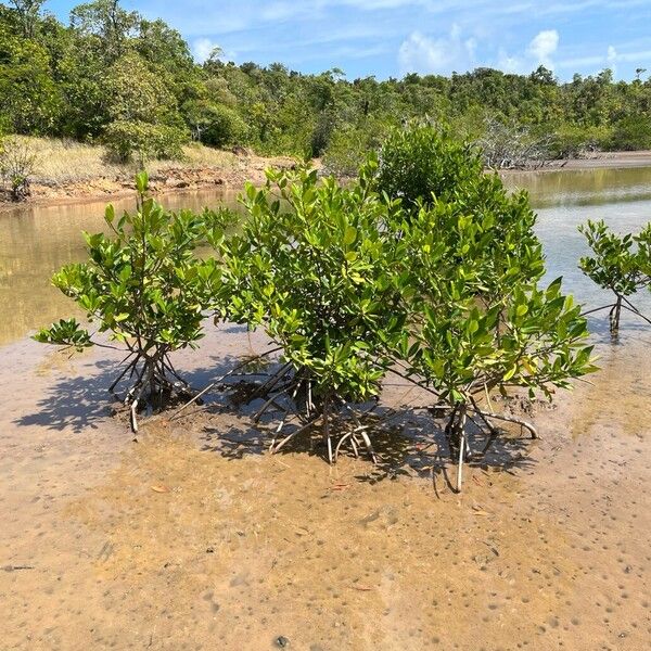 Red mangrove (Rhizophora mangle)