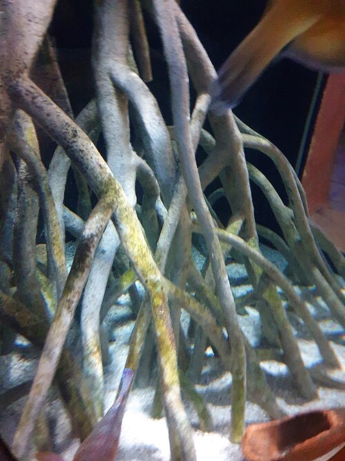 Red mangrove: Red mangrove (Rhizophora mangle) roots at the Sea Life Centre in Hannover, Germany.