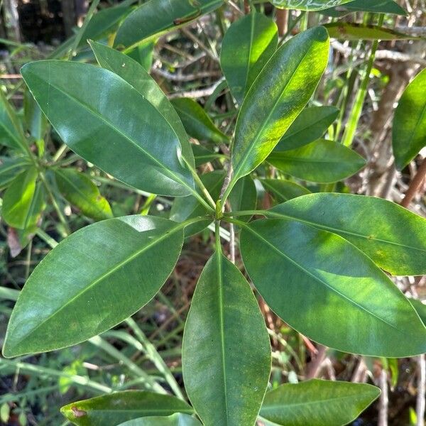 Red mangrove (Rhizophora mangle)