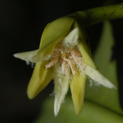 Red mangrove: Flower of the Red Mangrove ( Rhizophora mangle ), mangrove forest near Acarajó, Bragança , Pará , Brazil