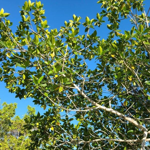 Red mangrove (Rhizophora mangle)
