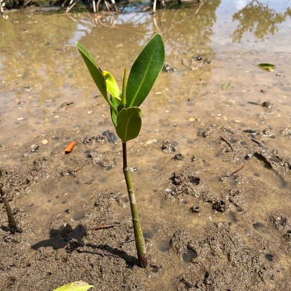 Red mangrove (Rhizophora mangle)