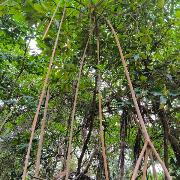 Red mangrove (Rhizophora mangle)