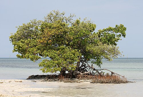Red mangrove: Black mangrove (lighter colored leaves, single trunk) and red mangrove (darker leaves, multiple trunks) near Islamorada , Florida.