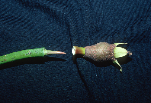 Mangrove (Rhizophora mucronata)