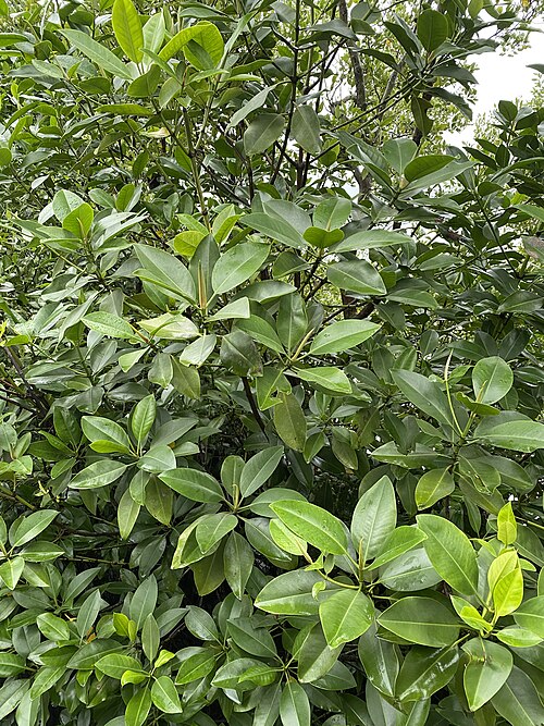Mangrove: Bakauan babae (Rhizophora mucronata) at the Iloilo River Esplanade