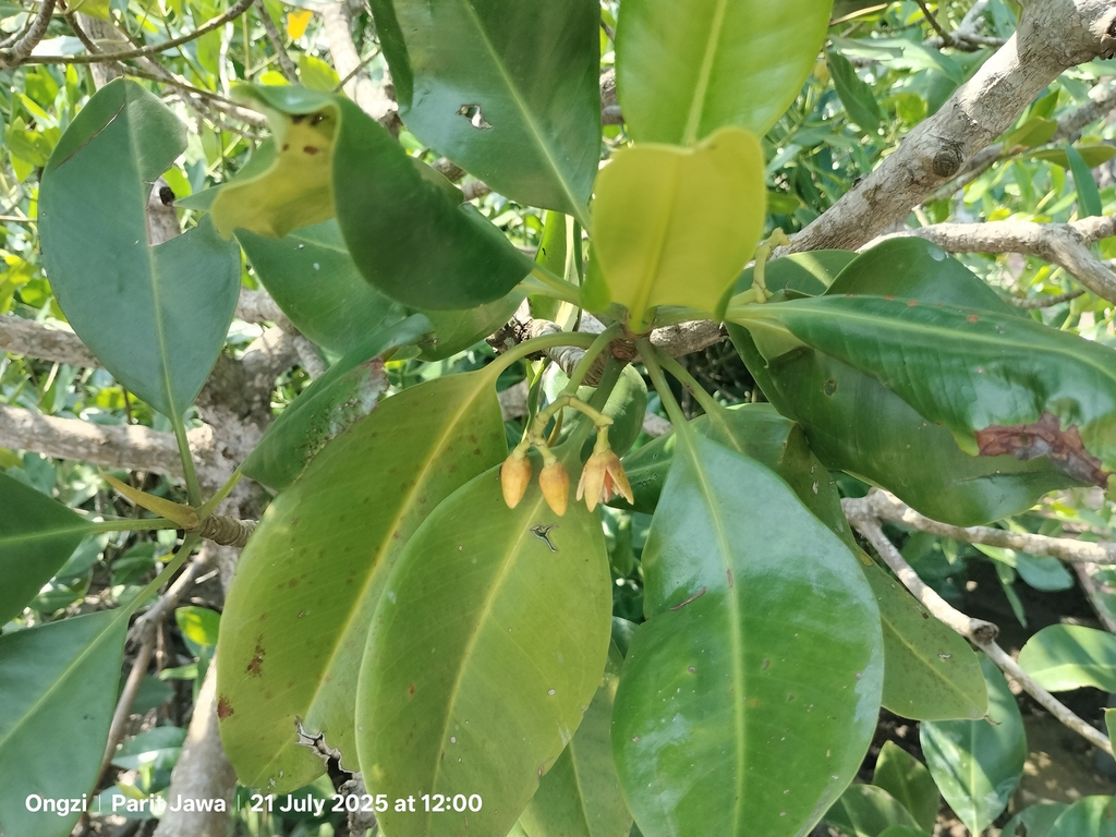Mangrove (Rhizophora mucronata)