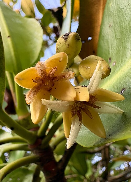 Mangrove: Flowers of Rhizophora mucronata