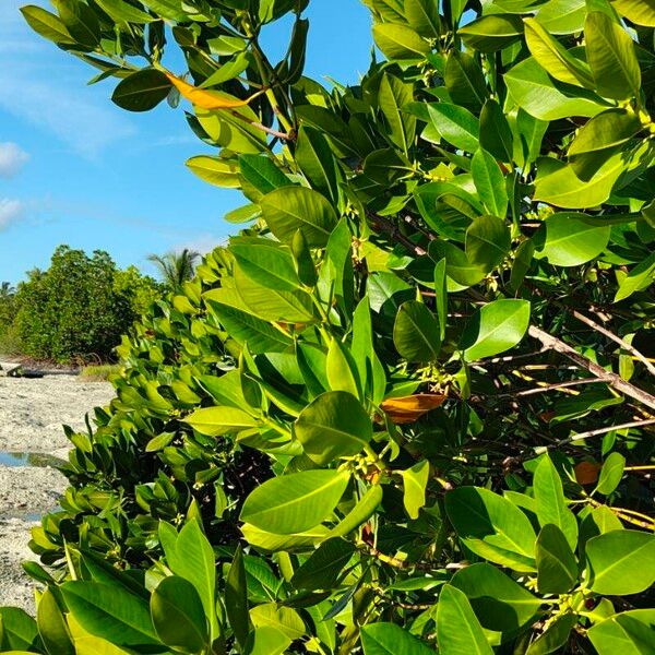 Mangrove (Rhizophora mucronata)