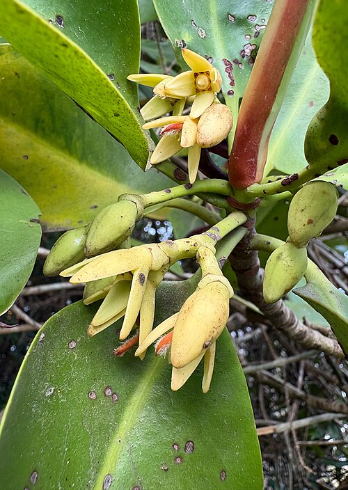 Mangrove: Flowers of Rhizophora mucronata