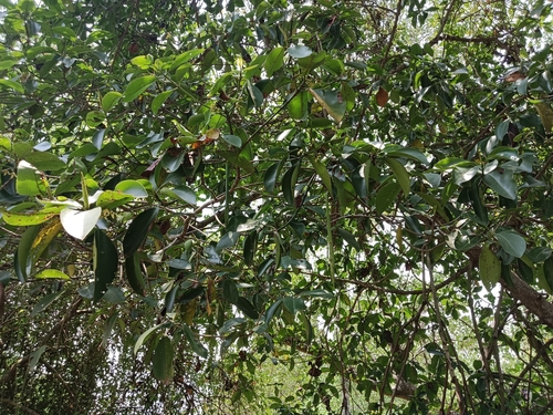 Mangrove (Rhizophora mucronata)