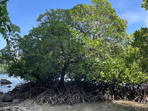 Mangrove (Rhizophora mucronata)