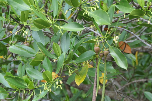 Mangrove (Rhizophora mucronata)