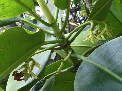 Mangrove (Rhizophora mucronata)