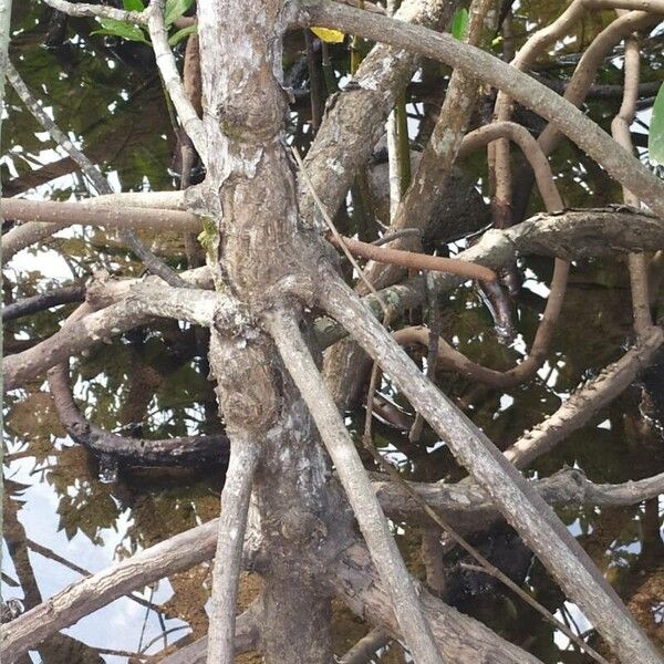 Mangrove (Rhizophora mucronata)