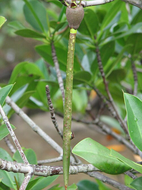 Mangrove: Rhizophora mucronata Propagules at Iriomote is. Okinawa, Japan.