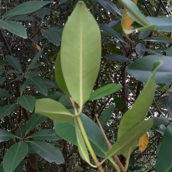 Rhizophora racemosa (Rhizophora racemosa)